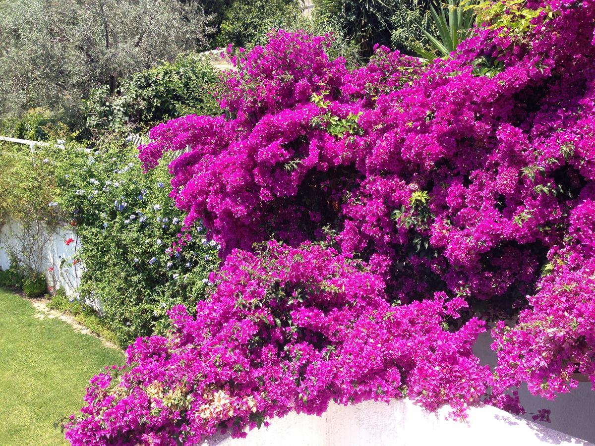 Beautiful Pelion Sea House Βίλα Κάτω Γατζέα Εξωτερικό φωτογραφία
